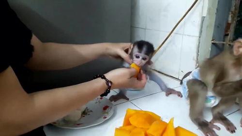 吃瓜吃两口就丢,弃之再寻新