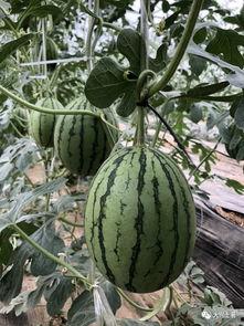 网红最新吃瓜,揭秘娱乐圈幕后真相 第2张 网红最新吃瓜,揭秘娱乐圈幕后真相 第2张