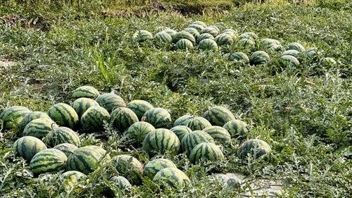 云南吃瓜叶视频,揭秘当地独特饮食习惯 第3张 云南吃瓜叶视频,揭秘当地独特饮食习惯 第3张