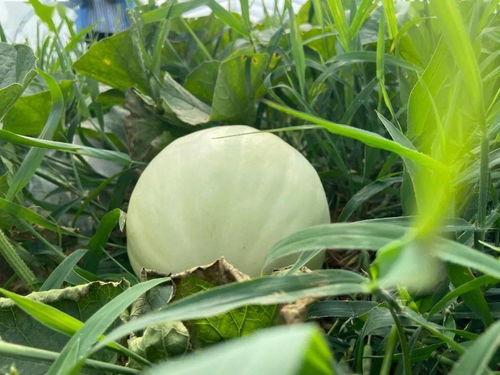 简单的自然吃瓜,品味田园生活之美