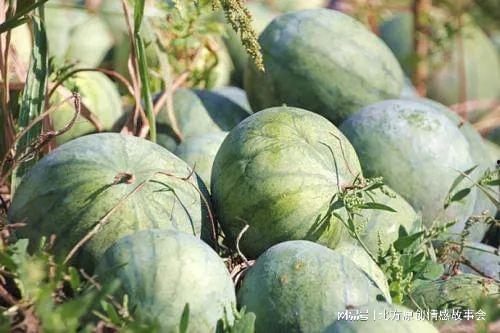 石亭镇吃瓜,瓜香四溢，品味夏日田园风情