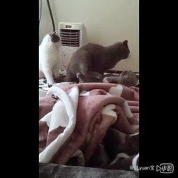 吃瓜群众瞎BB,揭秘网络舆论背后的真相  第2张