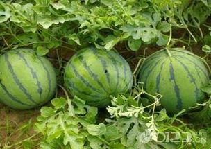 怀孕吃梨瓜好吗,孕妇吃梨瓜的益处与注意事项