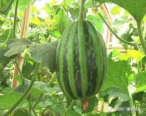 百乔小雪吃瓜,揭秘娱乐圈幕后故事 第2张 百乔小雪吃瓜,揭秘娱乐圈幕后故事 第2张