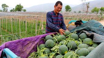 岚山镇吃瓜 第2张 岚山镇吃瓜 第2张