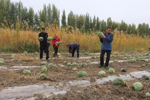 岚山镇吃瓜 第3张 岚山镇吃瓜 第3张