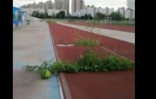 吃瓜软件燕山大学,吃瓜软件中的青春风采