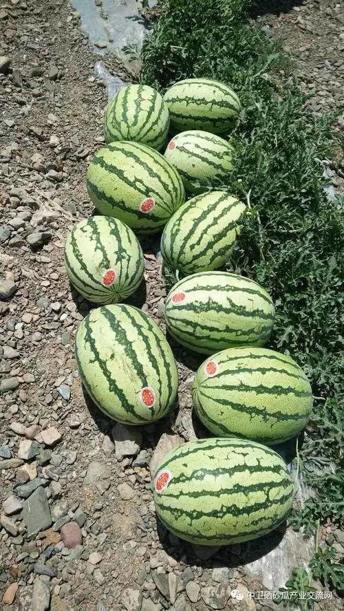 正宗宁夏石子瓜怎么吃,独特风味，多样食法，尽享美味之旅