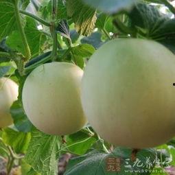 吃瓜嗓子痒痒,揭秘网络热议背后的健康隐患