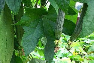 覆水瓜要怎么吃,解锁美味新体验