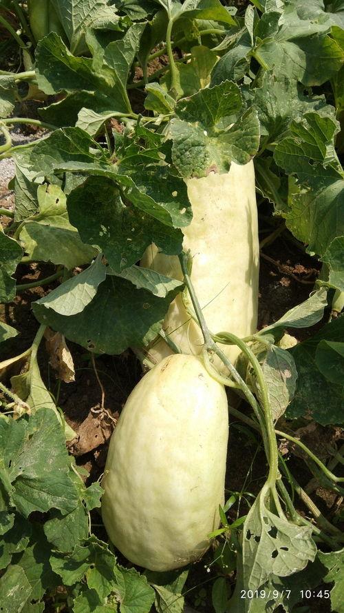 别的瓜可以吃吗,从“别的瓜可以吃吗”看生活中的幽默与智慧