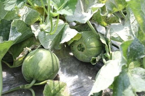 吃瓜的瓜都是什么,吃瓜群众背后的瓜种奥秘