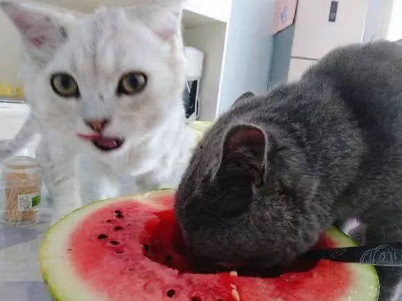 小黑吃瓜猫直播,直播界的趣味美食秀