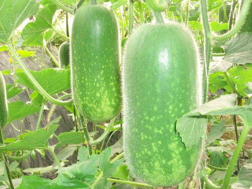 dy吃瓜大团队,揭秘娱乐圈幕后风云