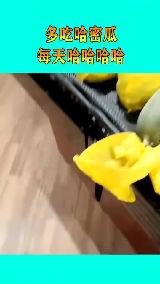 孕期天天吃哈密瓜