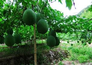 斗鸡吃吊瓜好吗,一场别开生面的美食之旅