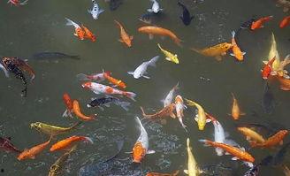 梦见吃五瓜金龙