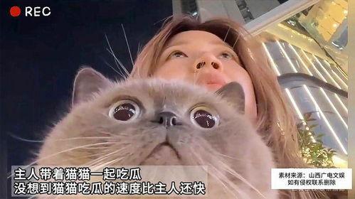 吃猫咪瓜