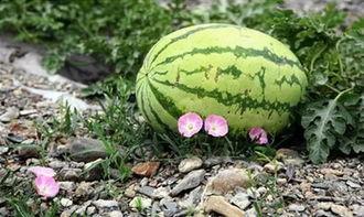 苏州吃的瓜,探寻古城里的甜蜜诱惑