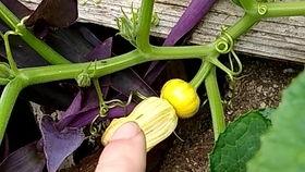 吃的瓜苗是什么瓜,揭秘从瓜苗到美味瓜果的蜕变之旅