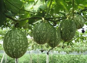 最美的吃瓜图片,捕捉夏日最美吃瓜瞬间