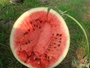 韩婧个好能叫云南吃瓜,韩婧好带你领略独特吃瓜文化