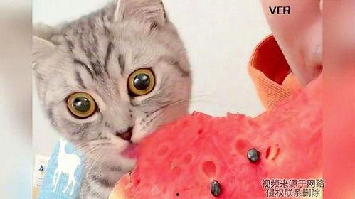 猫猫会吃瓜,瓜果乐园大揭秘